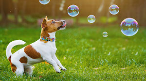 can eating bubbles make a dog sick