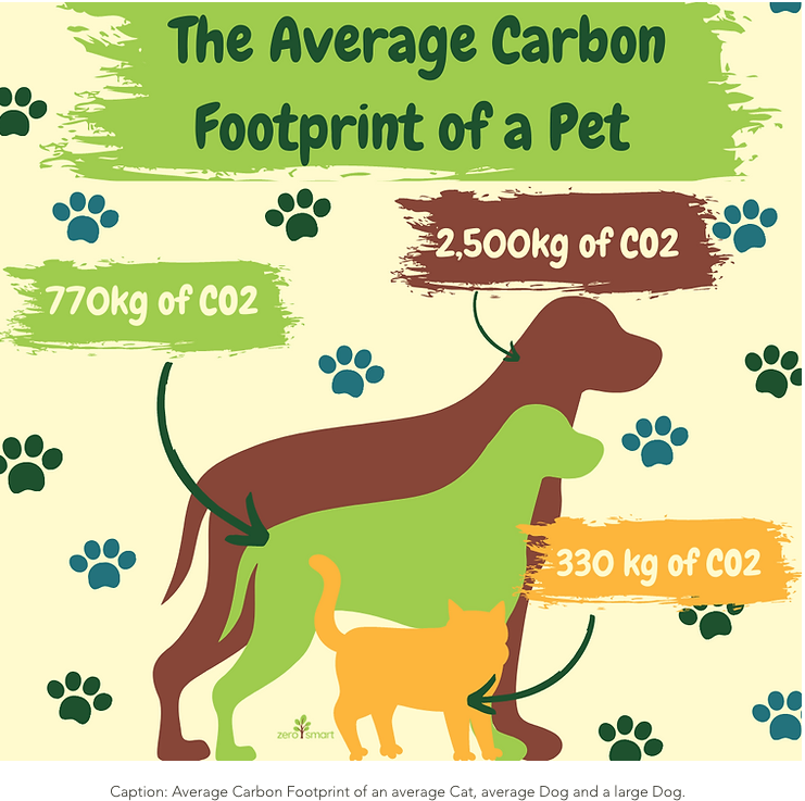 Eco-friendly pet products: reducing your pet's carbon footprint 2