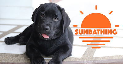 Did You Know That There is Sunscreen for Dogs DoggieUK9